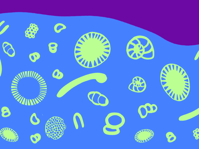 How tiny sea creatures built an ancient&nbsp;city